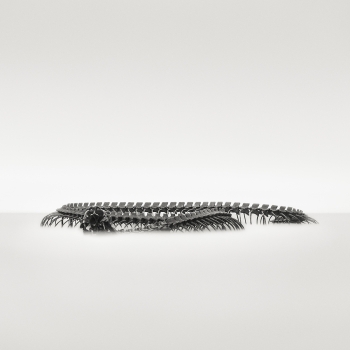 Serpent d’Océan 