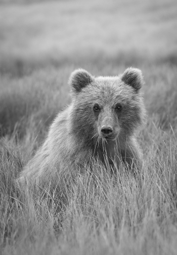 The Spirit of a Bear 