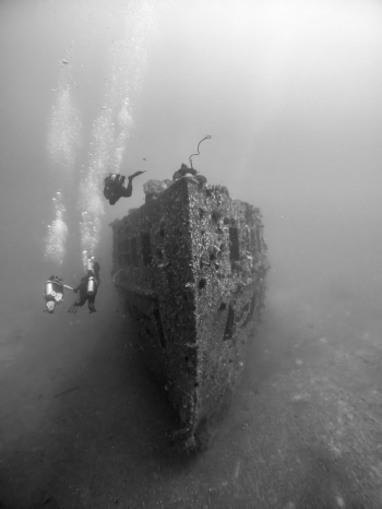 SEA TIGER