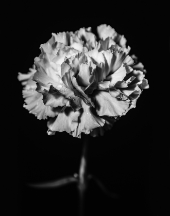 Carnation