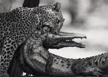 The Enchanted Zambezi