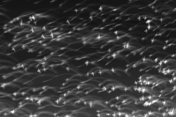 Murmuration