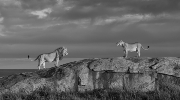 Serengeti Shall Never Die