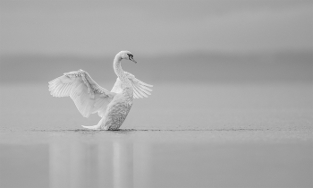 White Silence 