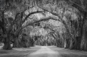 Tree Tunnel