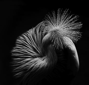 Unfolding Form