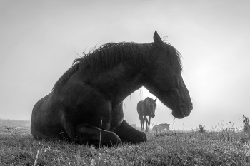Sunrise Horses