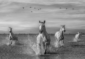 On the Run