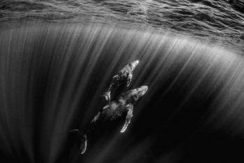 Coming Up for Air in Monochrome