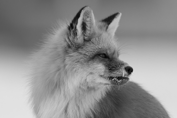 Underbite 