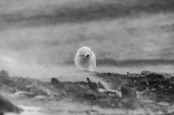 White Arctic Fox in headwind