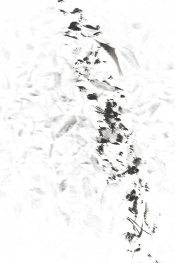 Light Becoming Ink