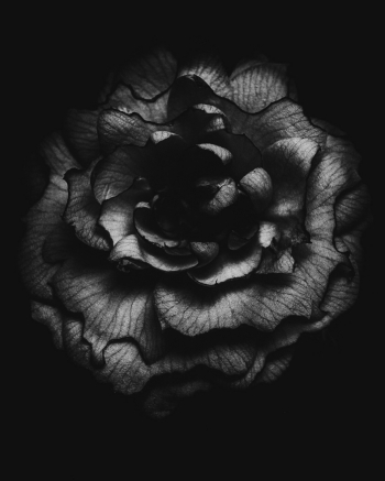 Botanical Anatomy