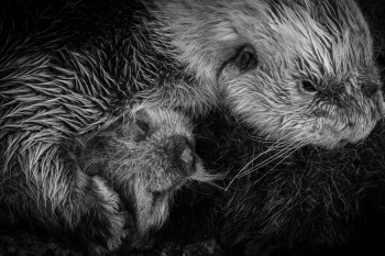 Cradle 