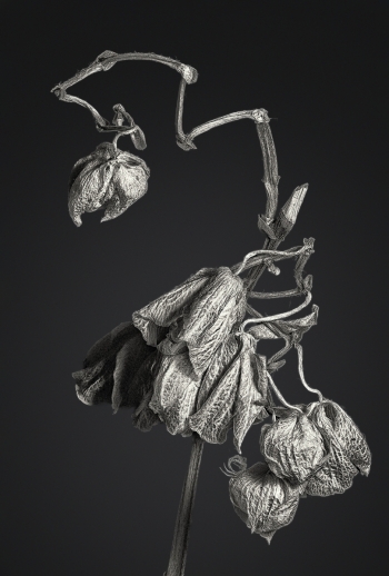 The Silent Weaver’s Reliquary