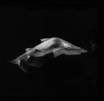 The Beauty of the Deep