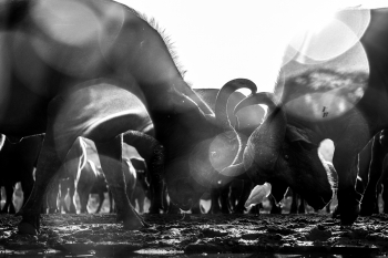Trouble in the herd of Buffalos