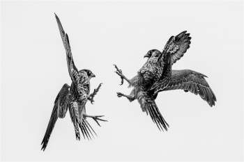 Apex — Peregrine Falcon