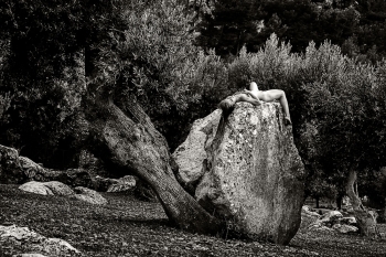 The Creatures of the Olive Trees