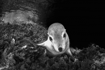 Sea Puppy Gaze