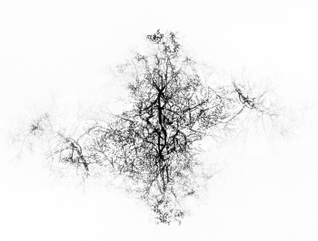 Fantasmagorie végétale