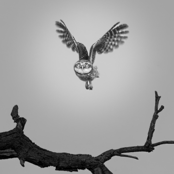 The Watcher