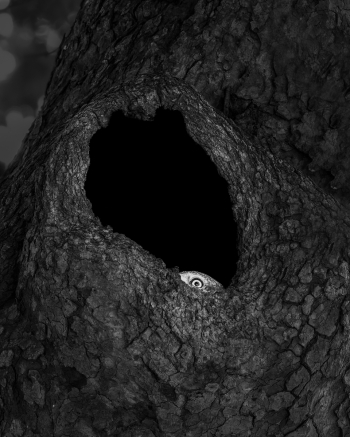 The Hidden Gaze