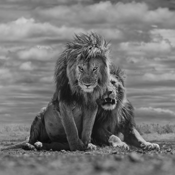 YOUR MAJESTIES