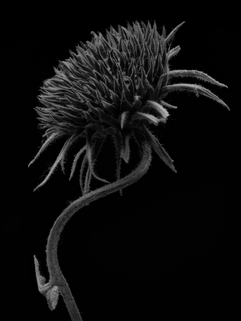 Senescence